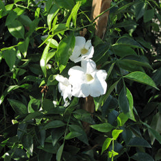 Pandorea Jasminoides 'alba' Espalier (bignonia J.) (tecoma J.)