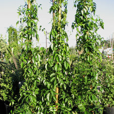 Pandorea jasminoides 'Alba' Espalier (Bignonia j.) (Tecoma j.)