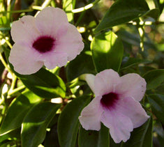 Pandorea Jasminoides 'rosea' (bignonia J.)(tecoma J.)