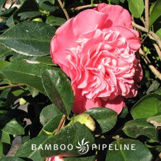 Camellia japonica 'Spellbound' Patio Tree ('Marie Bracey')