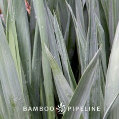 Yucca recurvifolia (Y. pendula)