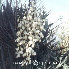 Yucca recurvifolia (Y. pendula)