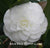 Camellia japonica 'Nuccio's Gem' Espalier