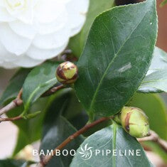 Camellia japonica 'Nuccio's Gem' Espalier