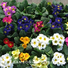 Primula x polyantha 'Mixed Colors'