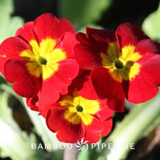 Primula x polyantha 'Red'