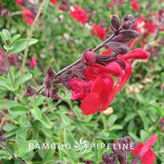 Salvia greggii 'Furman's Red'