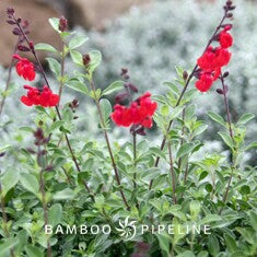 Salvia greggii 'Furman's Red'