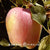 Fruit Tree Apple 'Anna' Espalier
