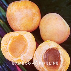 Fruit Tree Apricot 'Royal' ('Blenheim')