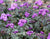 Heliotropium arborescens 'Black Beauty'