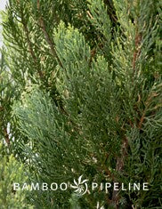 Juniperus chinensis 'Blue Point' Spiral