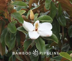 Magnolia grandiflora 'St. Mary' Standard