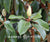 Magnolia grandiflora 'St. Mary' Standard