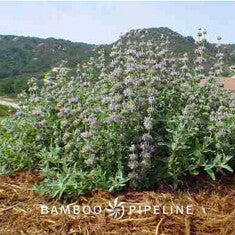 Salvia leucophylla 'Point Sal'