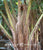 Sphaeropteris cooperi (Alsophila australis)(Alsophila c.)(Cyathea c.)