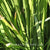 Lomandra longifolia 'Gary's Dwarf' ('Gary's Green')