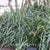 Lomandra longifolia 'Gary's Dwarf' ('Gary's Green')