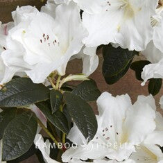 Rhododendron fragrantissimum