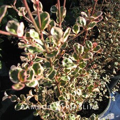 Lophomyrtus x ralphii 'Sundae'