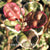 Lophomyrtus x ralphii 'Sundae'