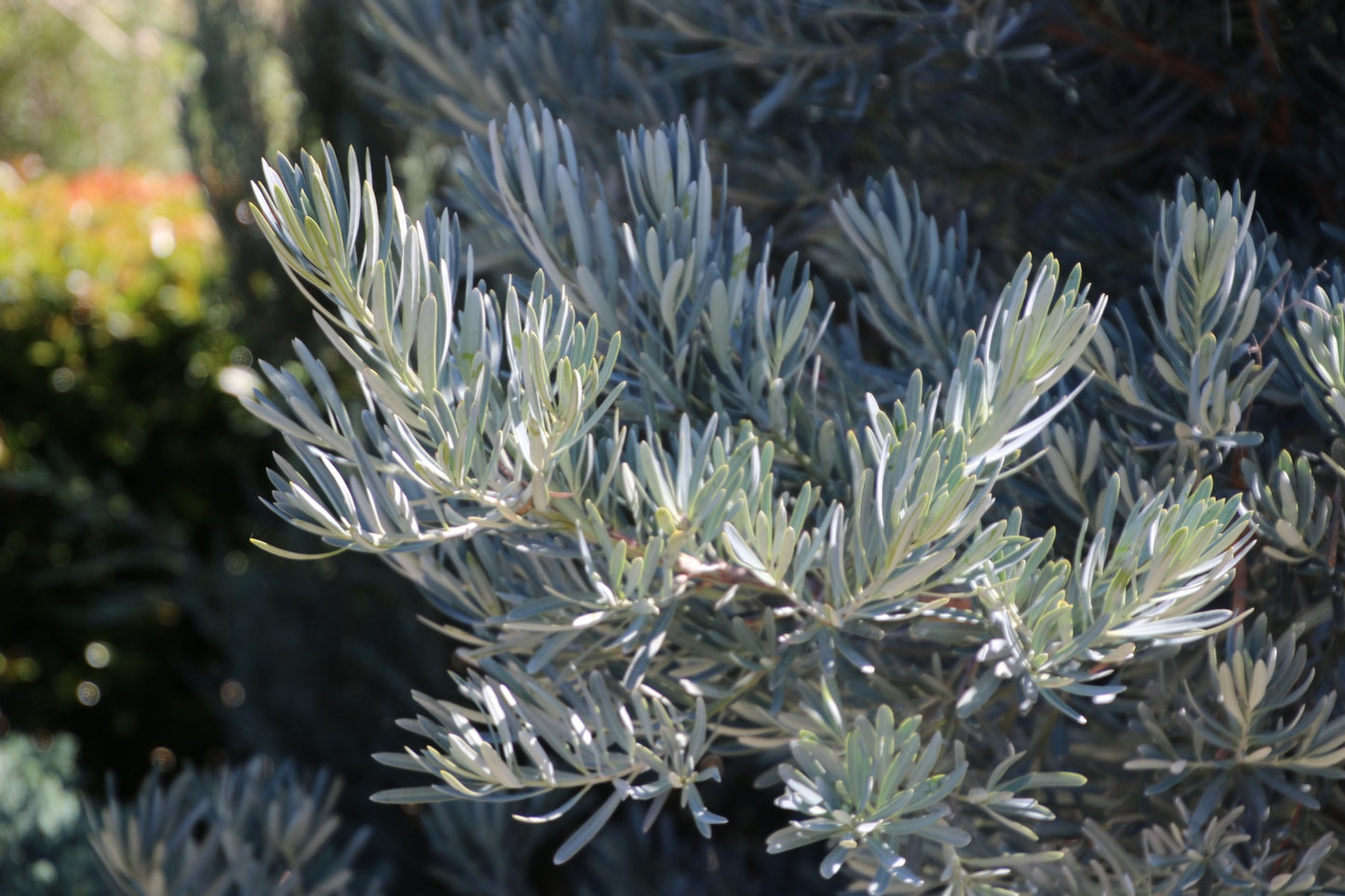 Podocarpus elongatus 'Icee Blue' - Monrovia ('Monmal')